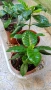 Гардения Gardenia Jasminoides, снимка 4