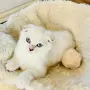 🐾 Продавам чистокръвни британски шиншила котенца 🐾  , снимка 4