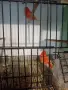 Свободни канри гр Перник , снимка 4