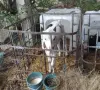 телета на различна възраст, снимка 5