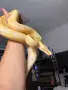 Боа Удушвач / Boa constrictor, снимка 1