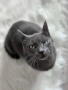 Руски сини котета, снимка 6