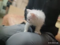 Сиамска дългокосместа котка, снимка 4