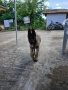 продавам куче белгиска овчарка със къщичката , снимка 3