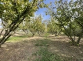 Лешникова градина лешници Hazelnut garden, снимка 1