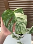 Monstera Albo Variegata (Монстера Албо Вариегата), снимка 2