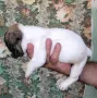 Продавам френски булдочета , снимка 2