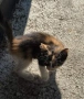 Подаряват се малки котенца, снимка 1