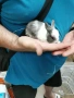 декоративни зайчета , снимка 6