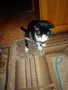Коте за домашно отглеждане, снимка 1