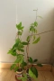 Пасифлора, Маракуя, Passiflora edulis, 2 бр. растения за 3 евро + бонус !, снимка 1