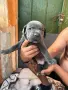 Продавам кучета Кане корсо, снимка 3