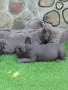 Продавам френски булдочета, снимка 5