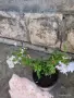 продавам плумбаго бяло, снимка 2