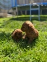 Пудел той Puddle toy, снимка 3