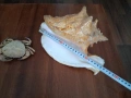 морски раковини, снимка 2