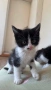 Подарявам котенца, снимка 1