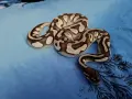 мъжки кралски питон , снимка 2