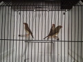Амадини, снимка 3