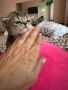 Шотландски клепоухи чинчили, снимка 2