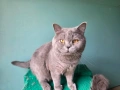 Британска късокосместа, снимка 8