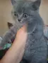 Шотландски котенца , снимка 7