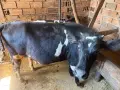 Продавам телета обл Хасково, снимка 3