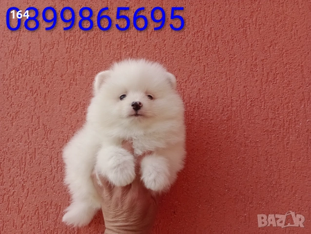Мъжки бял Померан. , снимка 3 - Померан - 54648912