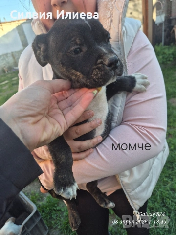 Питбули , снимка 10 - Питбул - 53865863