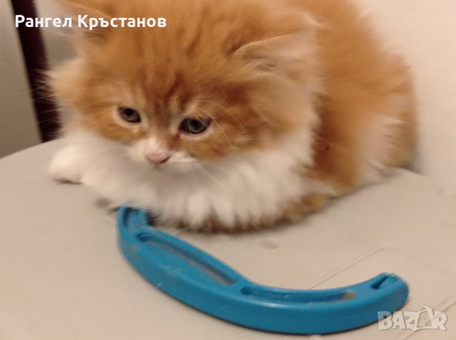 Продавам персийски котенца , снимка 2 - Персийска - 54559082