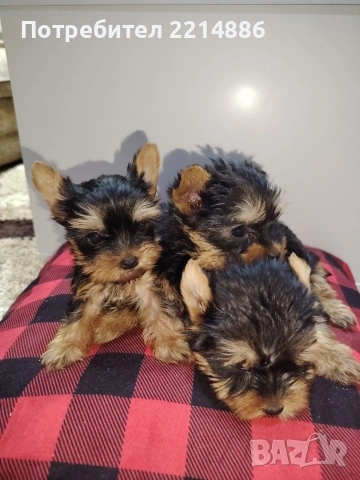 Мини йоркширски териери , снимка 9 - Йоркширски териер - 37413803