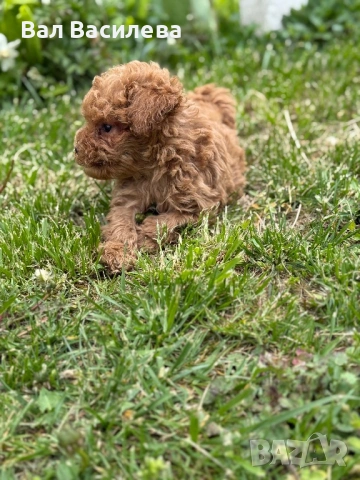 Той пудел / Toy poodle, снимка 8 - Пудели - 54183822
