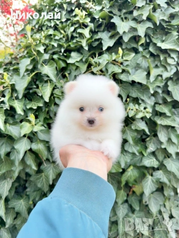 Померан мини момиче. Померанче, снимка 5 - Померан - 54216985