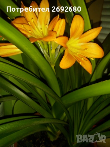Голяма оранжева кливия с цветонос,5бр. с обща цена, христов венец,лечебно алое,бамбук,коледничета , снимка 2 - Стайни растения - 50184776