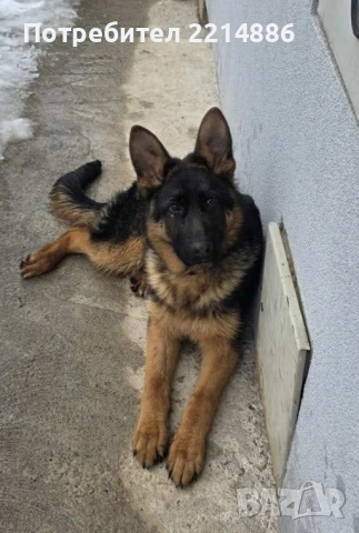 Елитна немска овчарка , снимка 3 - Немска овчарка - 54429556