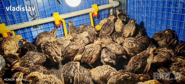 Продавам пътпадъци и пилета и яйца, снимка 2 - Кокошки и пуйки - 54382957