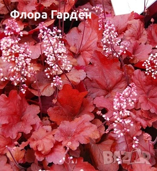 МНОГОГОДИШНИ ЦВЕТЯ, снимка 3 - Градински цветя и растения - 54414684