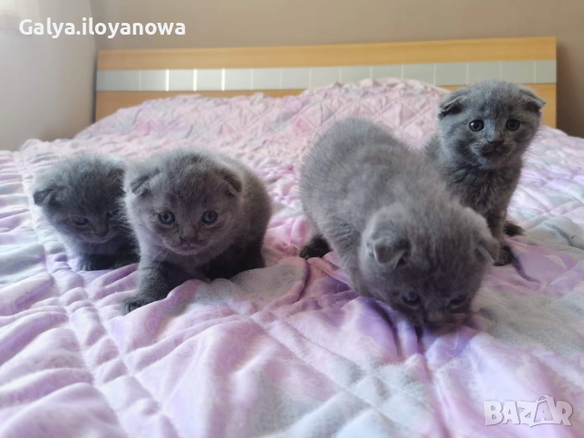 Шотландски клепоухи