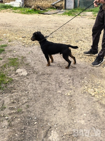 Мъжки Яктериер , снимка 2 - Ягдтериер - 54206740