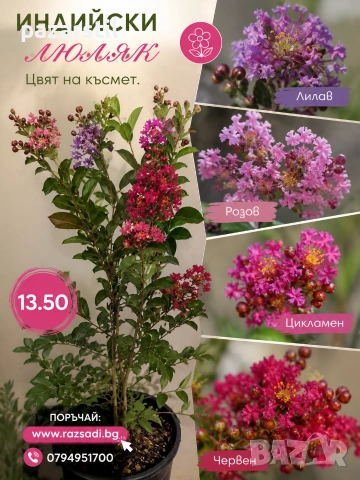 Индийски люляк - ароматен