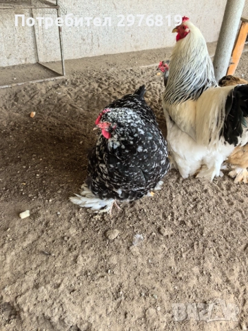 Кокошки брама, снимка 5 - Кокошки и пуйки - 54090458