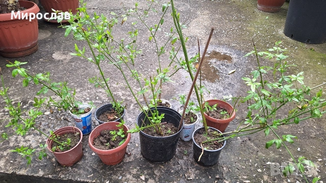 Продавам растение Зимен Жасмин (Jasminum nudiflorum), снимка 2 - Градински цветя и растения - 54579336