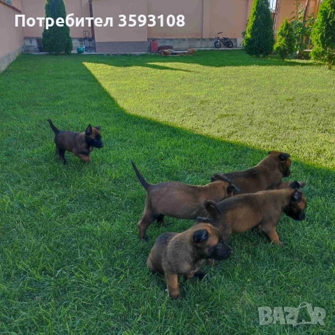 Кученца порода Малиноа EU, снимка 3 - Белгийска овчарка - 55072954
