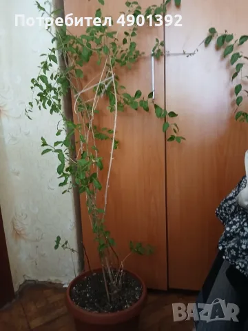 Продавам годжи бери