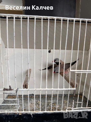 Амадини, снимка 4 - Амадини - 54916860