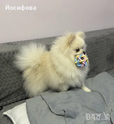 Млад померан си търси женска, снимка 2 - Търси партньор - 55612214