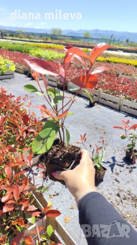 Фотиния Ред Робин, Photinia fr. Red Robin, снимка 9 - Градински цветя и растения - 49185099