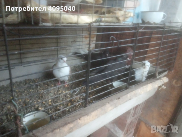 Продавам гълъби, снимка 10 - Гълъби - 51379486