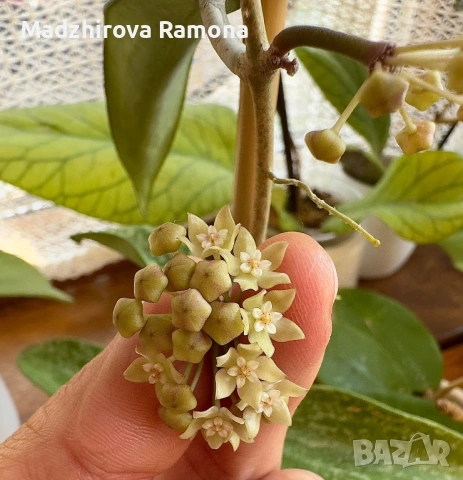 Hoya Хоя Rangsan 