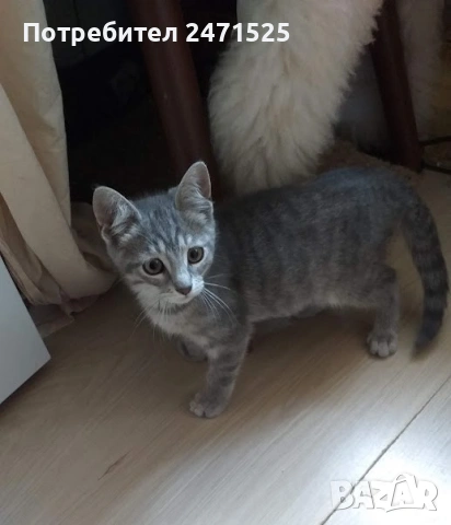 Подарявам котенце